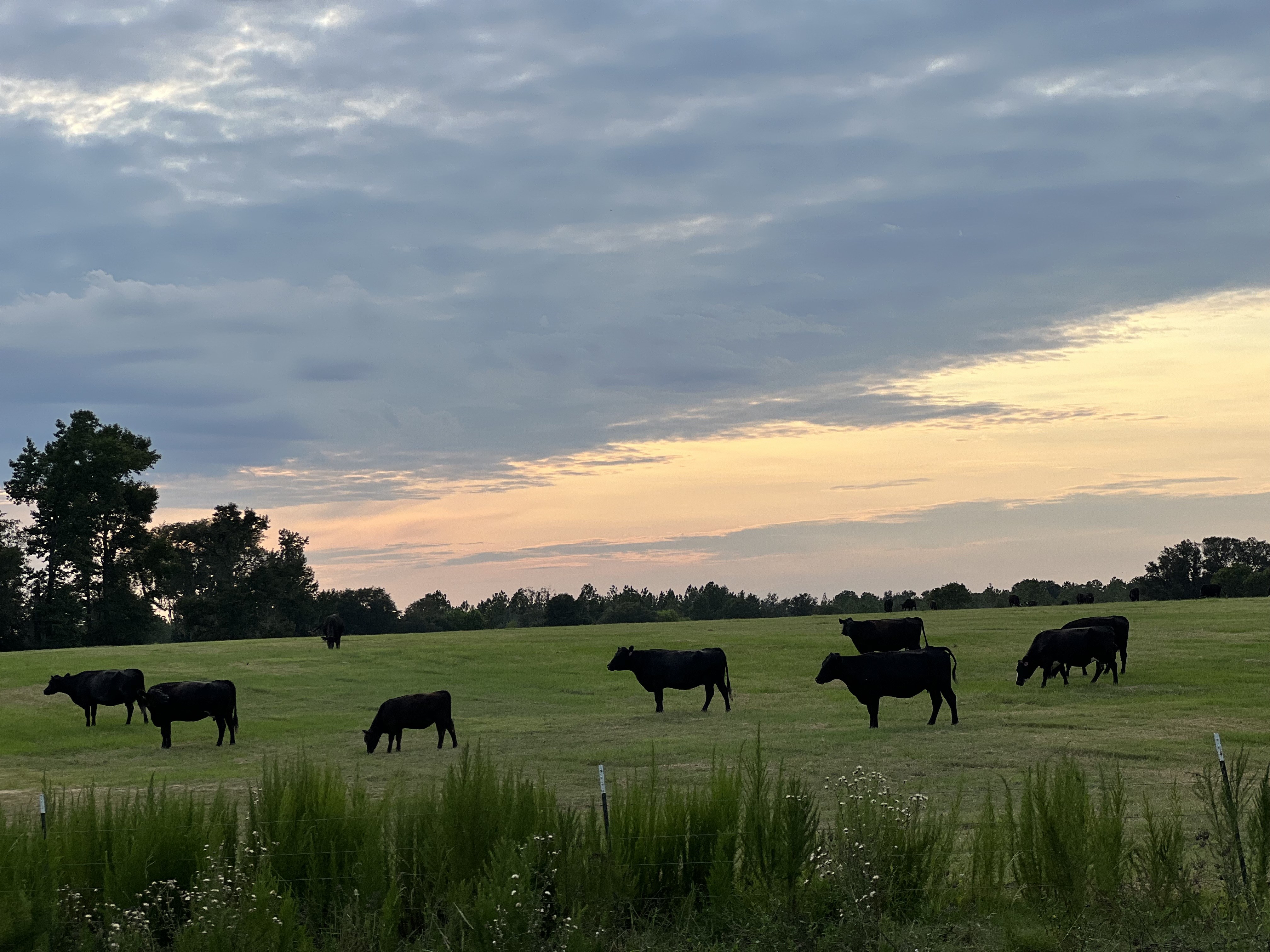 Black Angus cattle grazing on open Georgia pasture