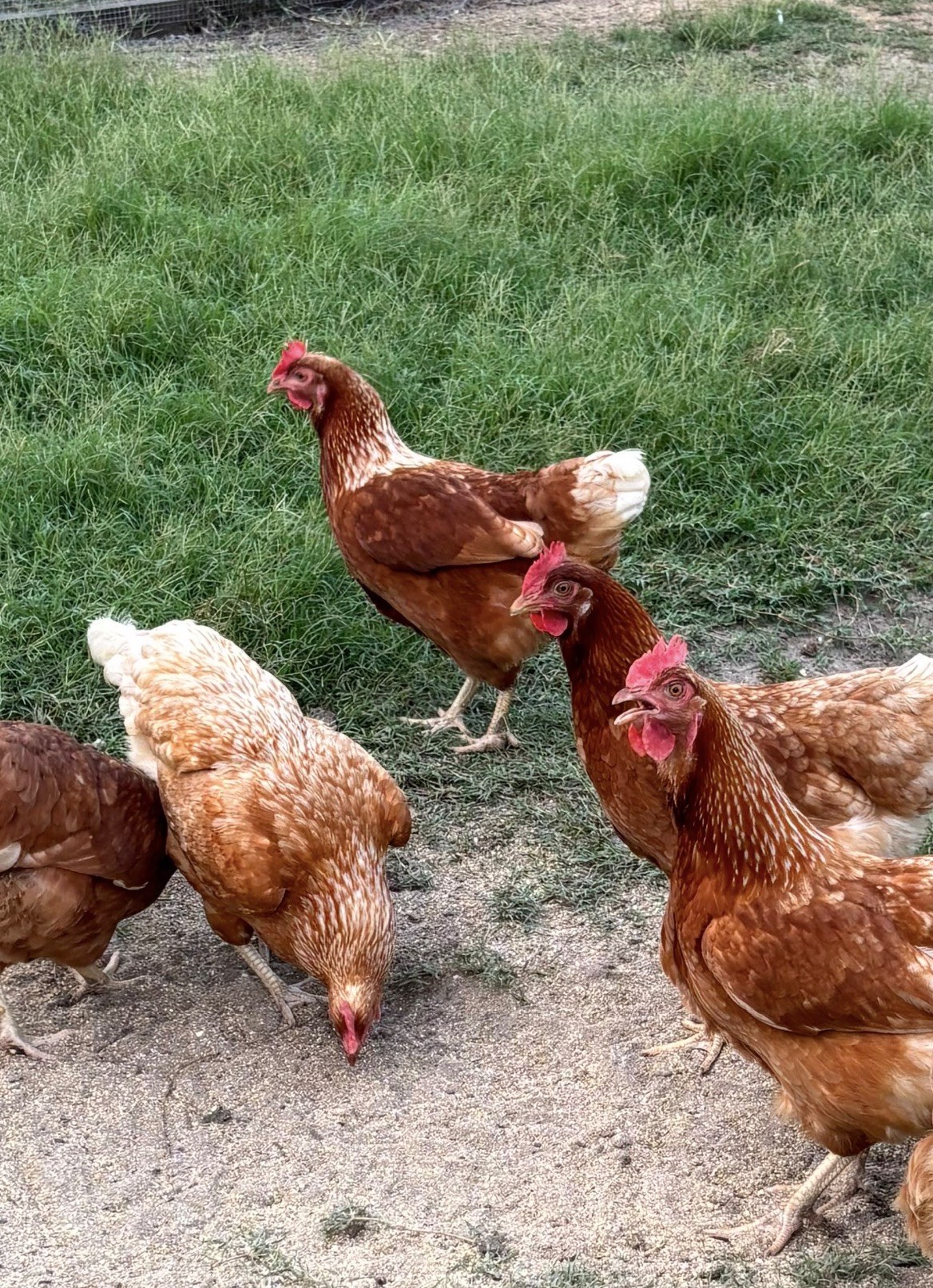Banks Fresh Farms hens on pasture